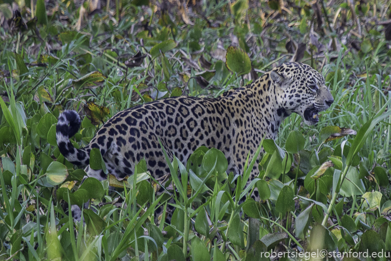 pantanal